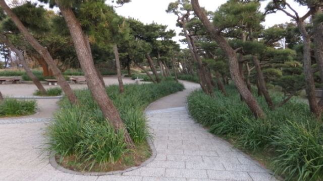 城ヶ島公園 毎年1月中旬 2月中旬は八重咲水仙の甘い香りに包まれる かなめぐ 神奈川県味めぐり
