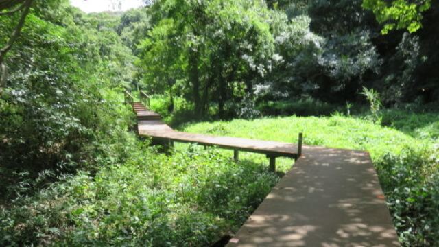 小網代 こあじろ の森へハイキングへ行こう かなめぐ 神奈川県味めぐり